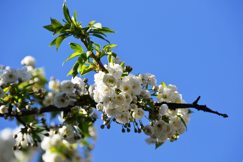 Dieser Frühling