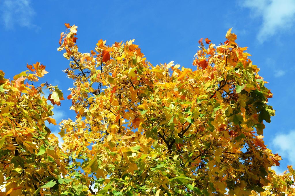 Oktober-Glück